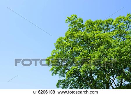 Stock Photo - Low Angle of Green Tree and Blue Sky. Fotosearch