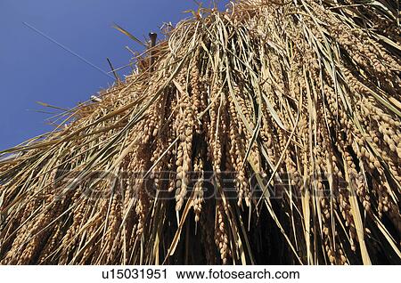 Stock Image - Low Angle of Hanging Rice Ear. Fotosearch