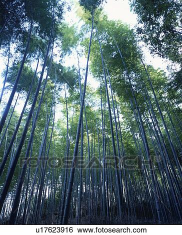Stock Photograph - Low Angle View of Bamboo Grove. Fotosearch