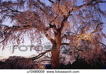 Low Angle View of Dropping Cherry Blossom Tree View Large Photo Image Stock Photo - Low Angle View of Dropping Cherry Blossom Tree. Fotosearch