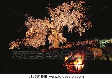 Stock Photo - Low Angle View of Dropping Cherry Blossom Tree. Fotosearch