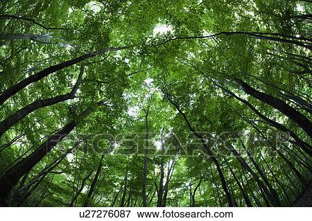 Low Angle View of Forest View Large Photo Image Stock Photo - Low Angle View of Forest. Fotosearch