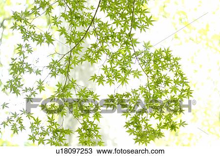 Stock Image - Low Angle View of Leafy Branches. Fotosearch