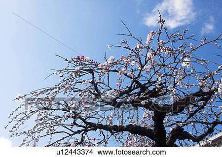 Low Angle View of Peach Tree View Large Photo Image Picture - Low Angle View of Peach Tree. Fotosearch