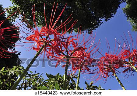 Low Angle View of Red Spider Lily View Large Photo Image Stock Image - Low Angle View of Red Spider Lily. Fotosearch