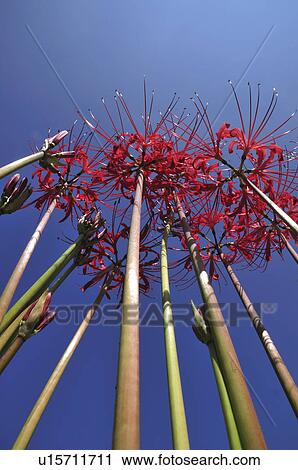 Stock Image - Low Angle View of Red Spider Lily. Fotosearch