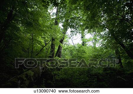 Stock Image - Lush forest. Fotosearch