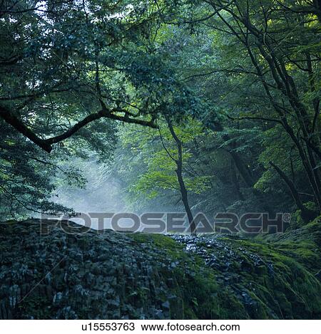 Lush forest View Large Photo Image Stock Image - Lush forest. Fotosearch