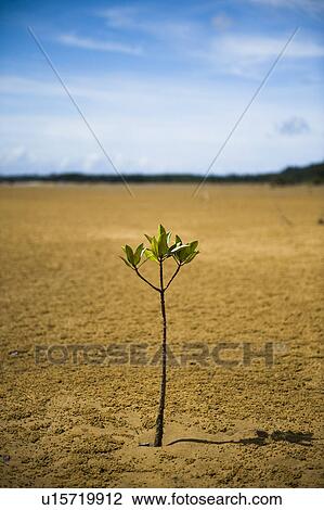 Mangrove tree during low tide, Okinawa Prefecture, Japan View Large Photo Image Stock Image - Mangrove tree during low tide, Okinawa Prefecture, Japan. Fotosearch
