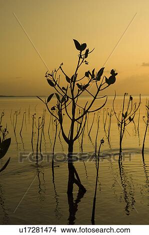 Picture - Mangrove trees at dusk, Okinawa Prefecture, Japan. Fotosearch