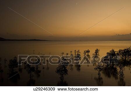 Stock Photo - Mangrove trees at dusk, Okinawa Prefecture, Japan. Fotosearch