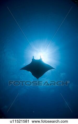 Stock Image - Manta swimming underwater, low angle view. Fotosearch