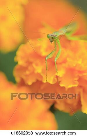 Mantis on Marigold View Large Photo Image Stock Photo - Mantis on Marigold. Fotosearch