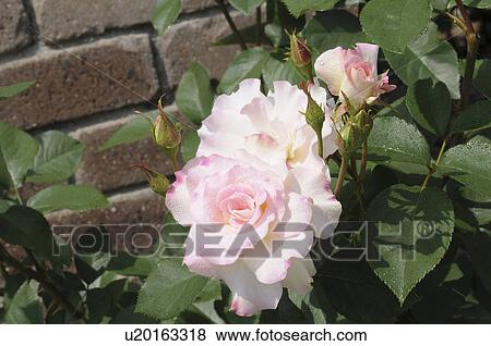 Matilda roses, Hyogo Prefecture, Honshu, Japan View Large Photo Image Stock Photo - Matilda roses, Hyogo Prefecture, Honshu, Japan. Fotosearch