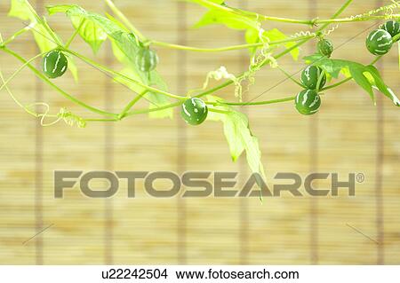 Picture - Melothria japonica and bamboo blinds, differential focus, Kanagawa prefecture, Japan. Fotosearch