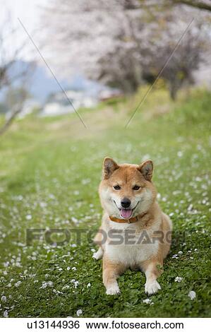 Stock Photograph - Midget Shiba in Field. Fotosearch