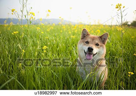 Stock Photo - Midget Shiba in Tall Grass. Fotosearch