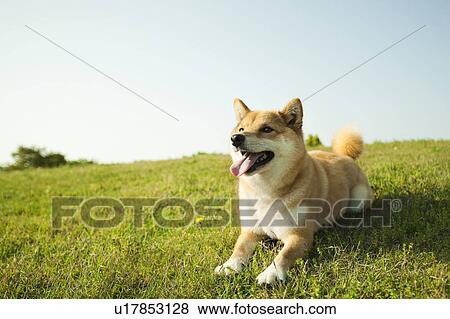 Midget Shiba Lying on Grass View Large Photo Image Stock Photo - Midget Shiba Lying on Grass. Fotosearch