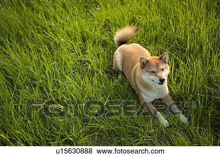 Midget Shiba on Grass View Large Photo Image Stock Photo - Midget Shiba on Grass. Fotosearch