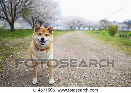 Midget Shiba Standing on Dirt Track View Large Photo Image Stock Photography - Midget Shiba Standing on Dirt Track. Fotosearch