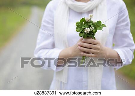 Midsection of Woman Holding Bunch of Clovers View Large Photo Image Stock Image - Midsection of Woman Holding Bunch of Clovers. Fotosearch