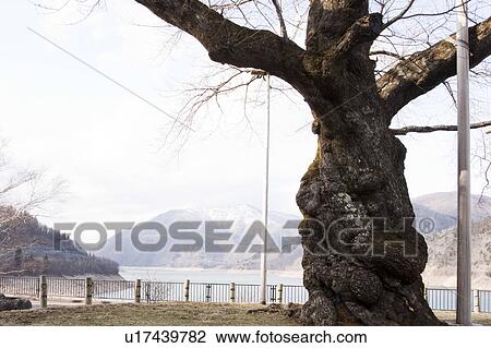 Mighty Tree of Shokawa Sakura View Large Photo Image Stock Image - Mighty Tree of Shokawa Sakura. Fotosearch