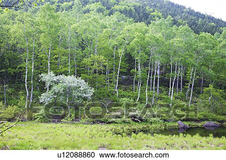 Stock Image - Mizunashi Pond, Nagano Prefecture, Honshu, Japan. Fotosearch