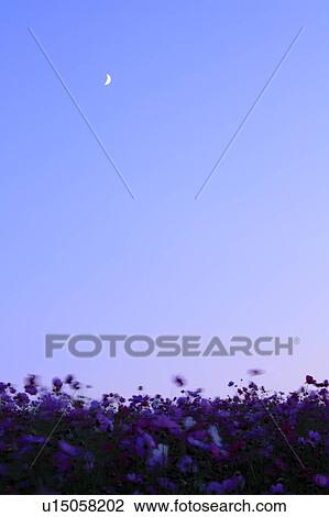 Moon Crescent Over Cosmos Field View Large Photo Image Stock Image - Moon Crescent Over Cosmos Field. Fotosearch