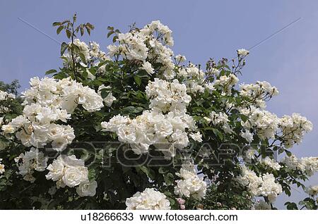 Stock Image - Moonlight roses Hyogo Prefecture, Honshu, Japan. Fotosearch