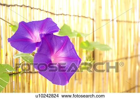 Picture - Morning glories and bamboo blinds, close up, Kanagawa prefecture, Japan. Fotosearch