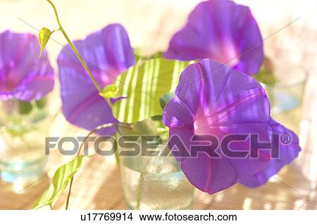 Picture - Morning glories in glasses, differential focus, Kanagawa prefecture, Japan. Fotosearch