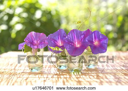Stock Image - Morning glories in glasses, differential focus, Kanagawa prefecture, Japan. Fotosearch