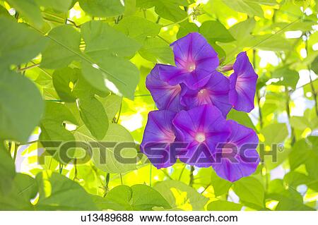 Morning glories, Kanagawa prefecture, Japan View Large Photo Image Stock Photo - Morning glories, Kanagawa prefecture, Japan. Fotosearch