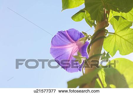 Stock Photo - Morning glory against sky, blue background, Kanagawa prefecture, Japan. Fotosearch