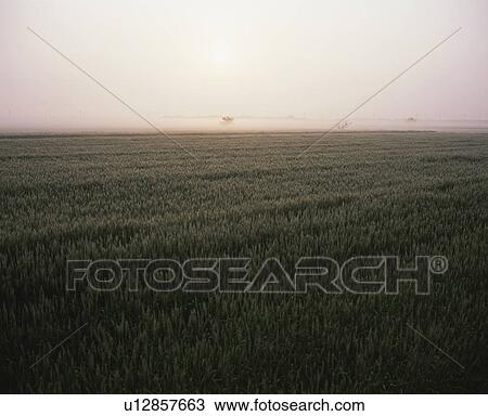 Morning View of Barley Field View Large Photo Image Stock Image - Morning View of Barley Field . Fotosearch