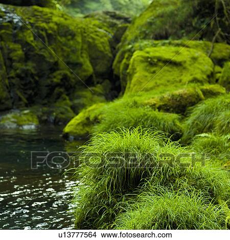 Moss and Grass Growing on Stones by Stream View Large Photo Image Picture - Moss and Grass Growing on Stones by Stream. Fotosearch