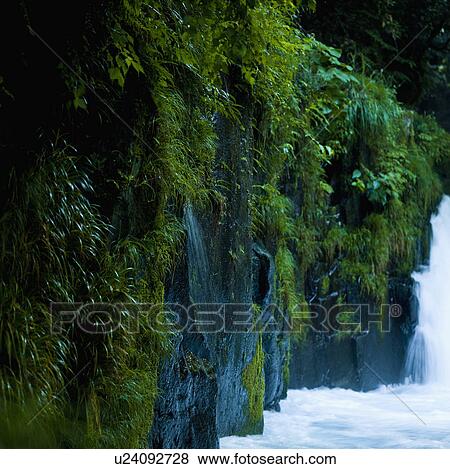 Stock Photo - Moss Growing on Rock. Fotosearch