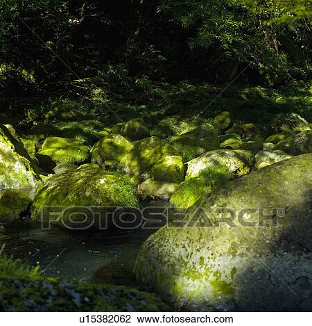 Stock Image - Moss Growing on Stones. Fotosearch