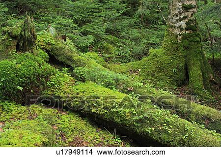 Picture - Moss on Fallen Tree. Fotosearch