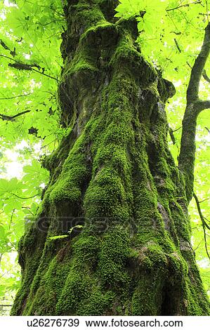 Stock Photo - Moss on Tree Trunk. Fotosearch