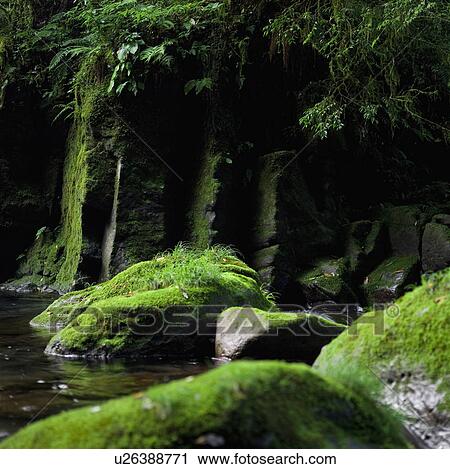 Stock Image - Mossy Stones in Pond. Fotosearch