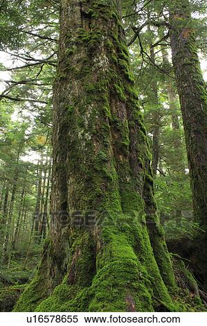 Stock Photography - Mossy Tree Trunk. Fotosearch