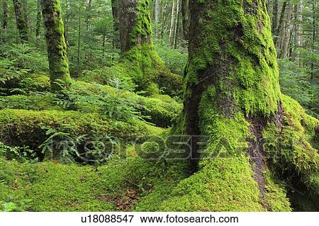 Stock Photo - Mossy Trees. Fotosearch