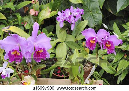 Stock Photograph - Moth orchids, Hyogo Prefecture, Honshu, Japan. Fotosearch