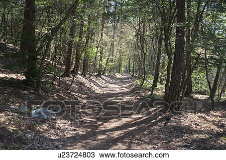 Stock Image - Mountain Path in the Woods. Fotosearch