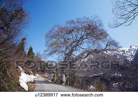 Mountain Road and Snowcapped Mountain in the Background View Large Photo Image Stock Photo - Mountain Road and Snowcapped Mountain in the Background. Fotosearch