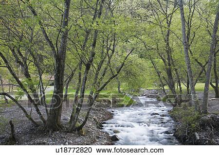 Mountain Stream Running in the Forest View Large Photo Image Stock Image - Mountain Stream Running in the Forest. Fotosearch