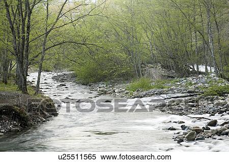 Mountain Stream Running in the Forest View Large Photo Image Stock Photography - Mountain Stream Running in the Forest. Fotosearch