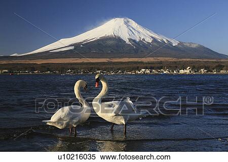 Stock Photography - Mt. Fuji and Two Swans in Lake. Fotosearch