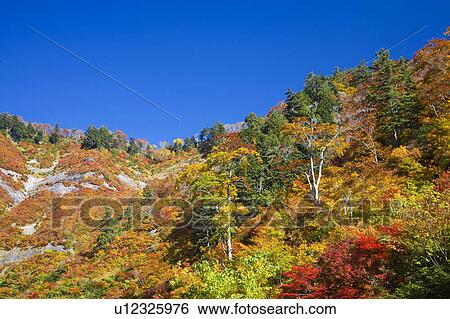 Mt. Hakusan in autumn, Ishikawa Prefecture, Honshu, Japan View Large Photo Image Stock Photograph - Mt. Hakusan in autumn, Ishikawa Prefecture, Honshu, Japan. Fotosearch